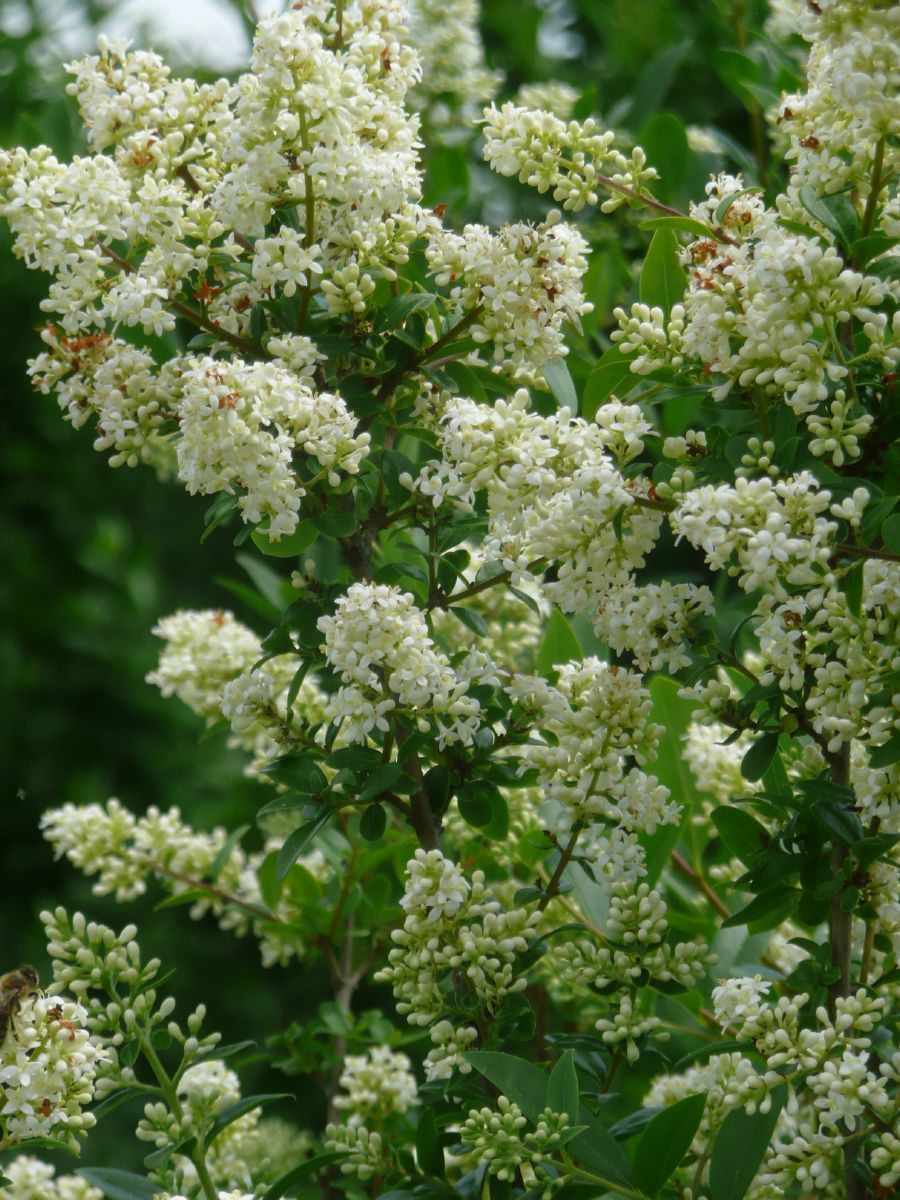 Liguster Atrovirens