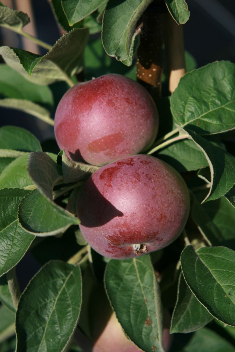 Spindellino Apfel Säulenapfel (anspruchslos)