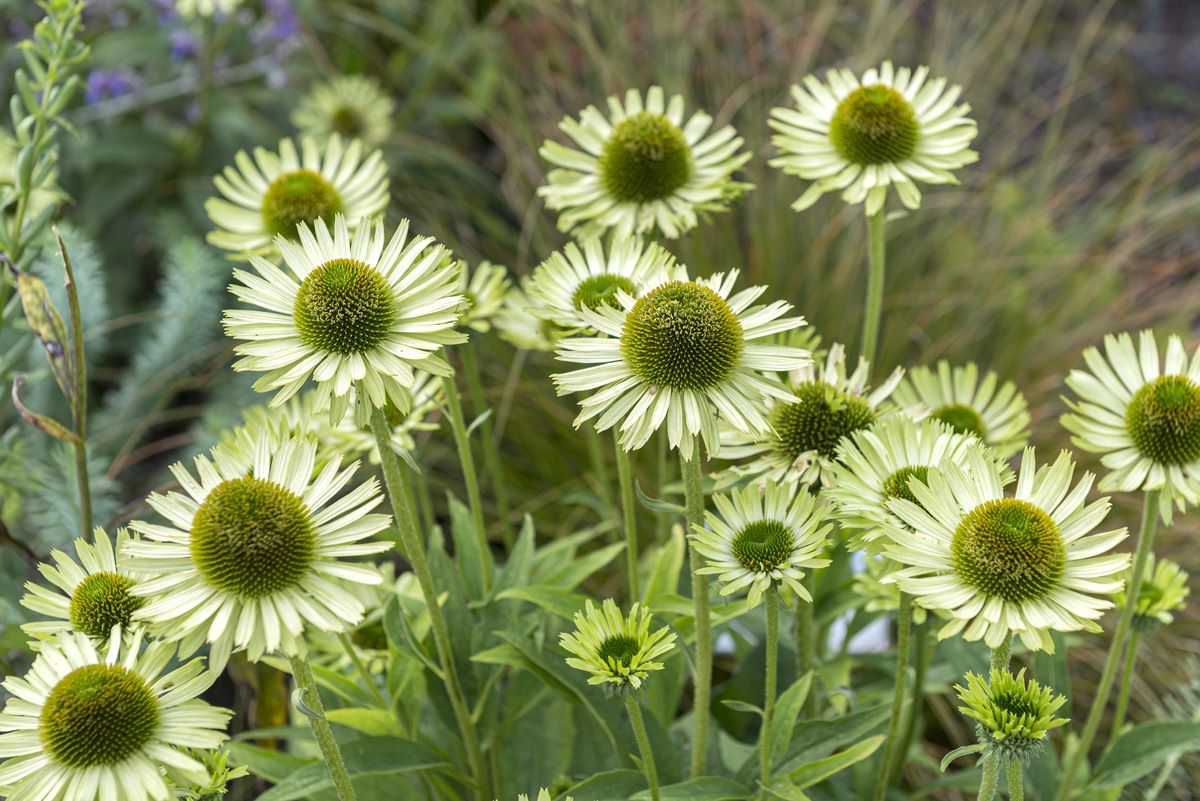 Sonnenhut Green Jewel