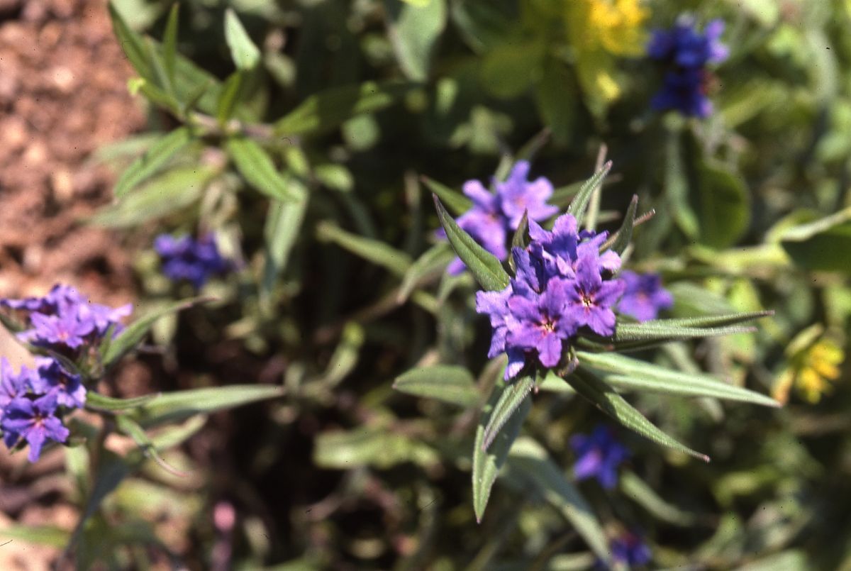 Blauroter Steinsame