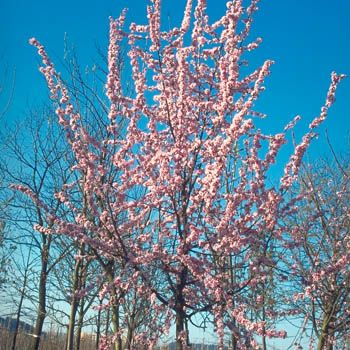 Rotblättriger Schlehdorn Rosea