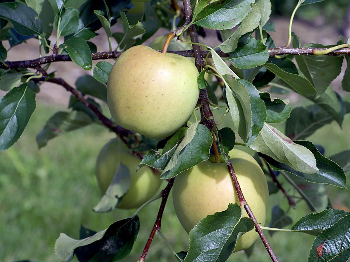 Golden Delicious Apfel