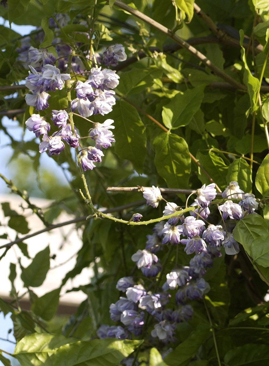 Gefüllter Blauregen Violacea Plena