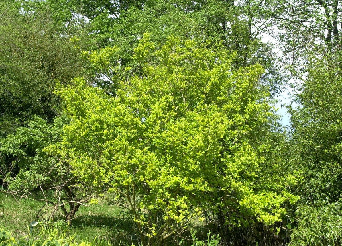 Goldliguster Aureum