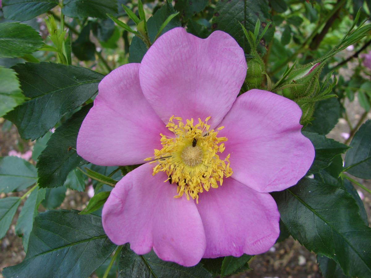 Rosa blanda Eschen-Rose (Wild- /Strauchrose, anspruchslos, leichter Duft)