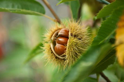 Marigoule Esskastanie, Marroni (anspruchslos, veredelt)