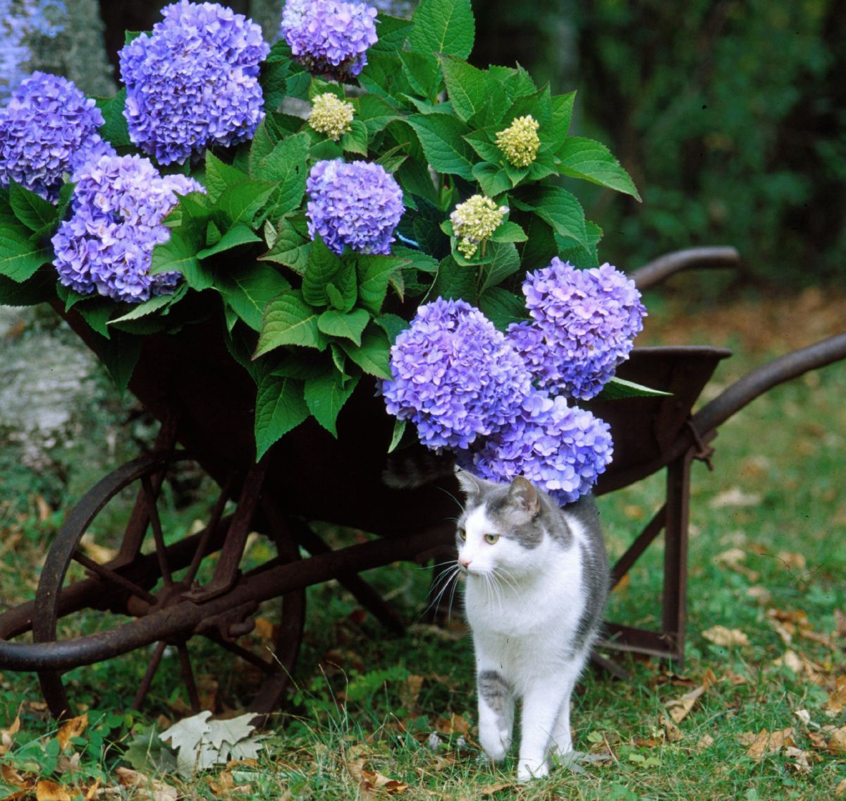 Gartenhortensie Endless Summer