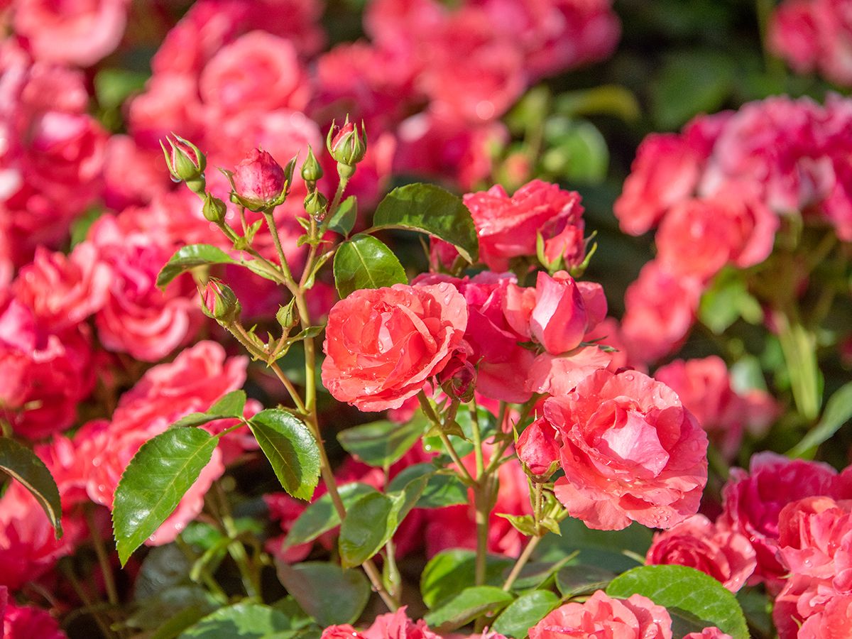 Lichtblick® Bodendecker-Rose