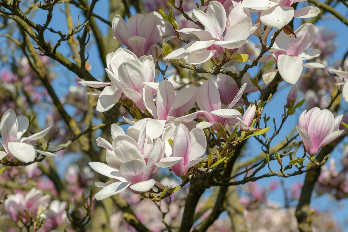 Tulpenmagnolie