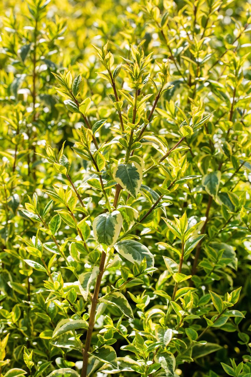 Goldliguster Aureum