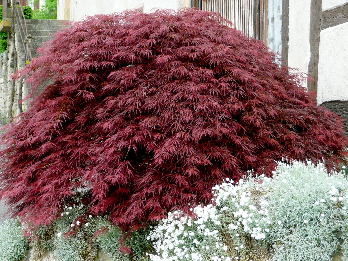 Geschlitztblättriger Fächerahorn Garnet