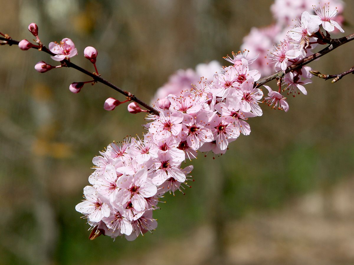 Rotblättriger Schlehdorn Rosea