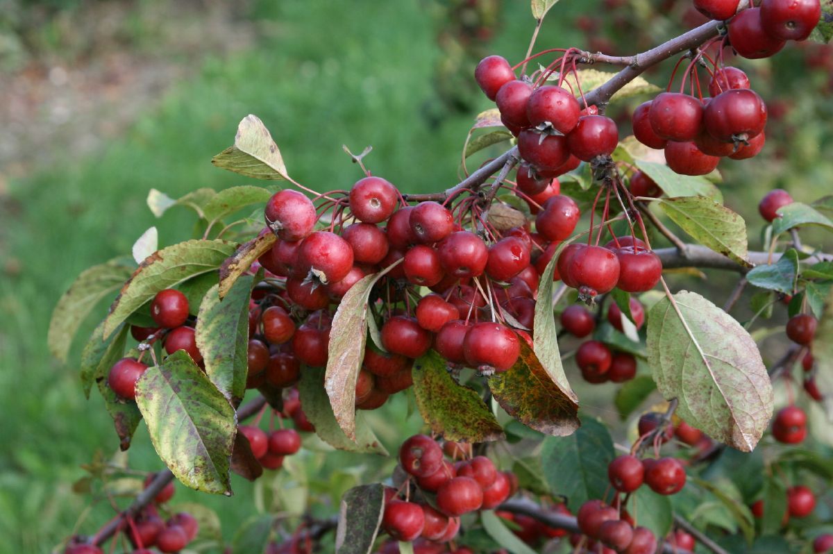 Zierapfel Evereste®