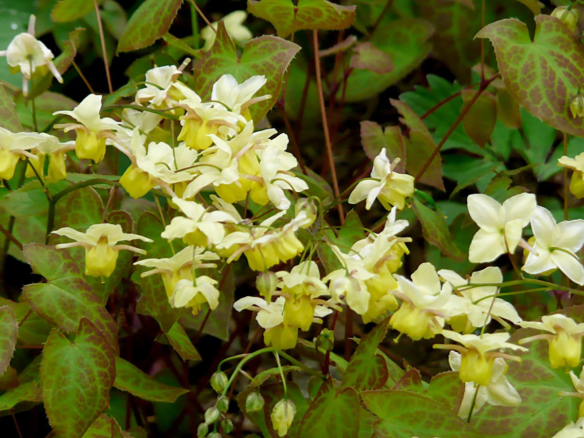 Elfenblume Sulphureum