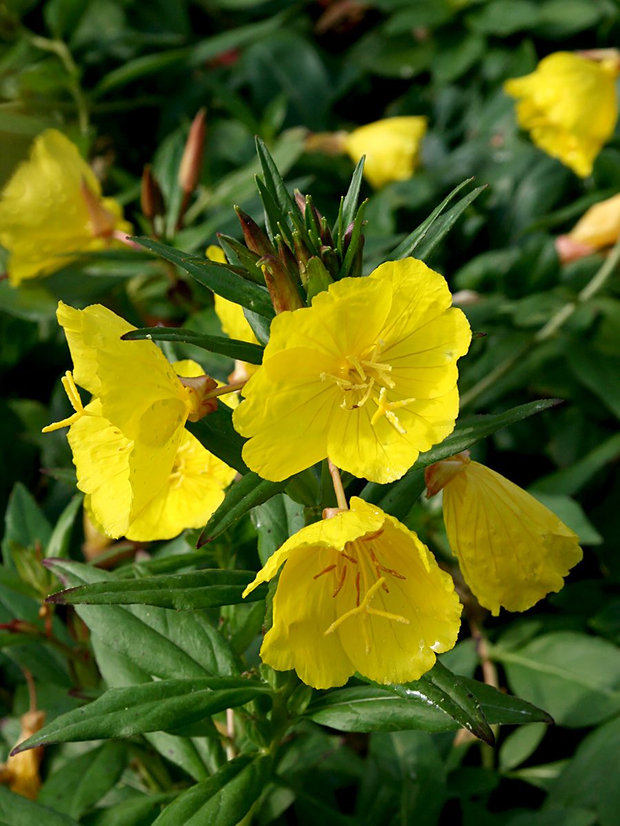 Nachtkerze Sonnenwende, Oenothera Fruticosa Sonnenwende | Hauenstein AG