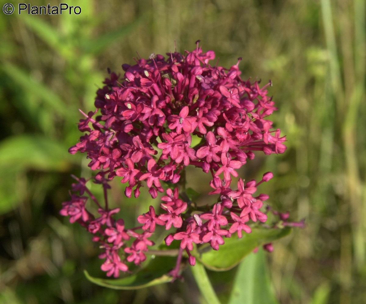 Rote Spornblume