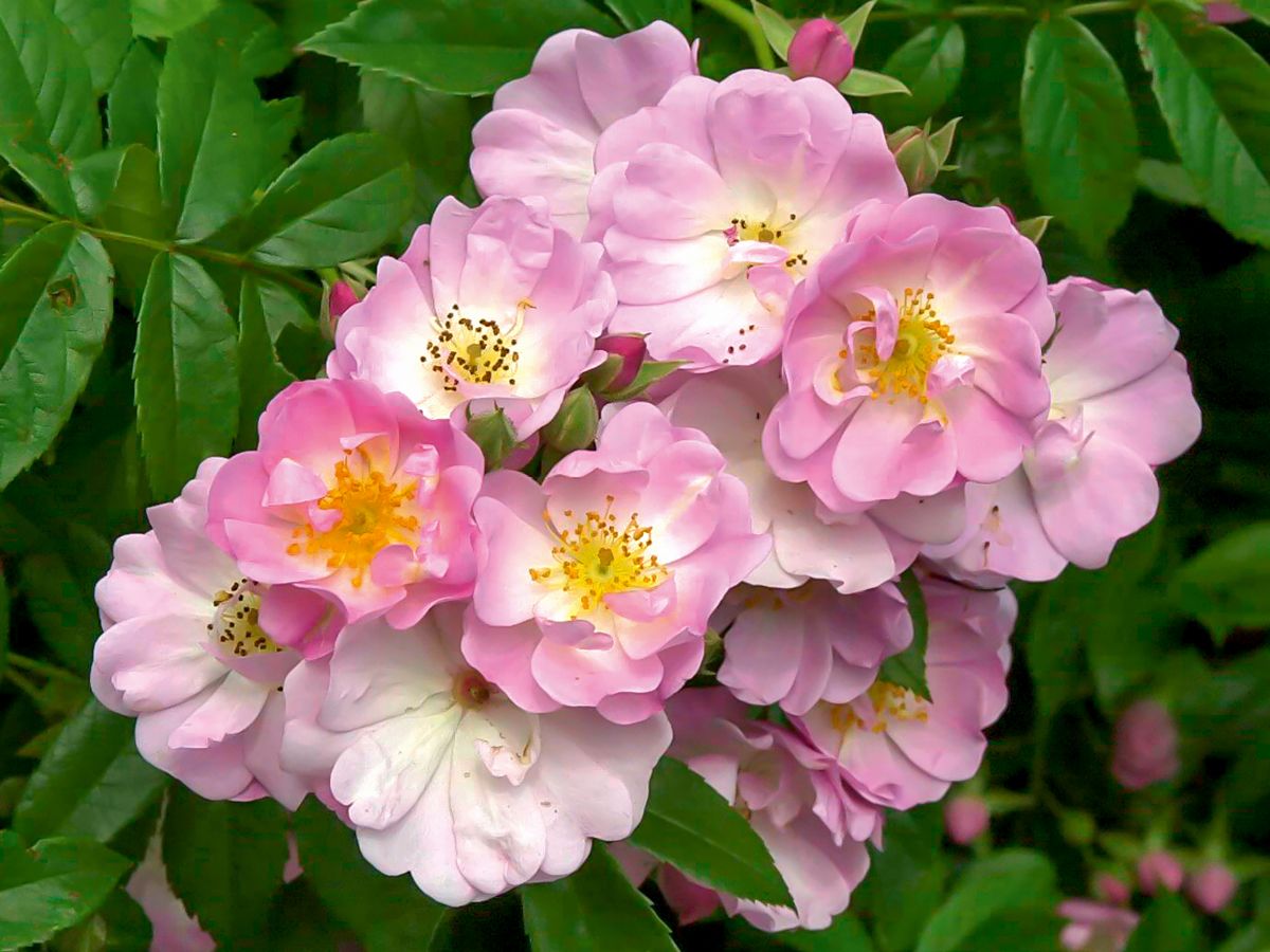 Apple Blossom (R) Kletterrose (Rambler, anspruchslos, leichter Duft)