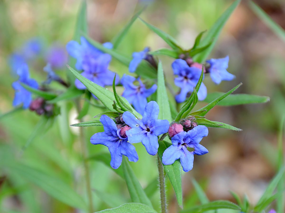 Blauroter Steinsame