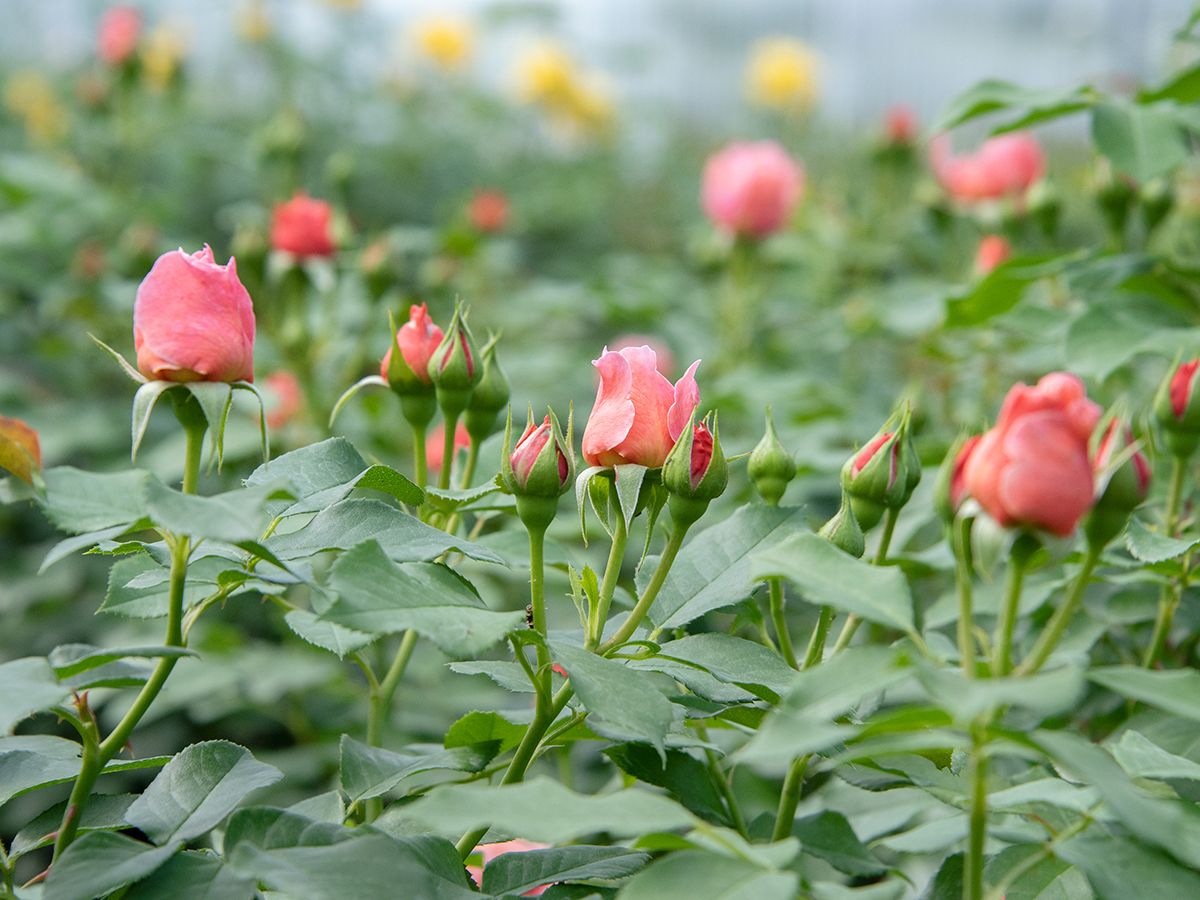 Marie Curie® Beetrose (Floribundarose, anspruchslos)