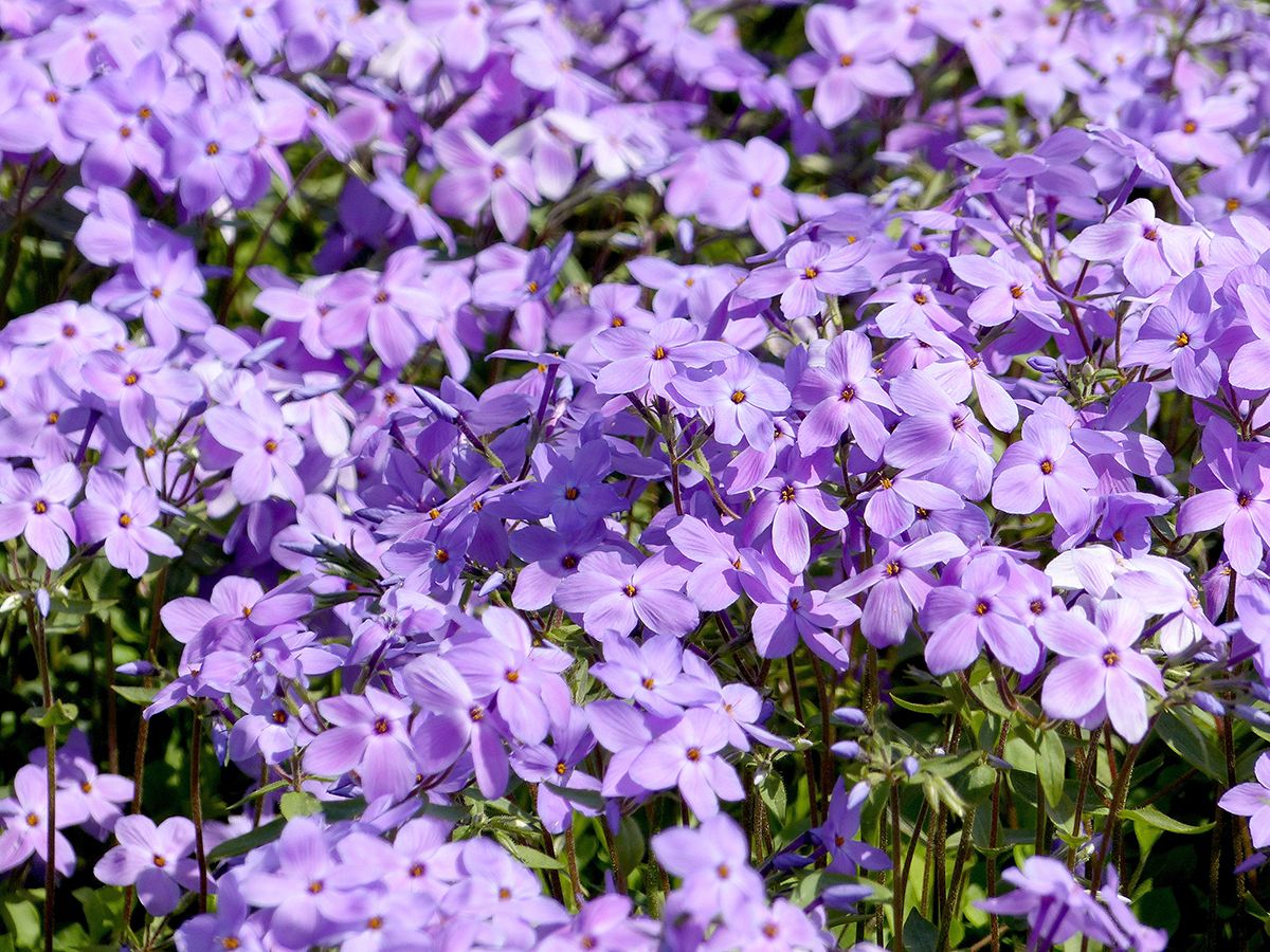 Flammenblume Purpurea