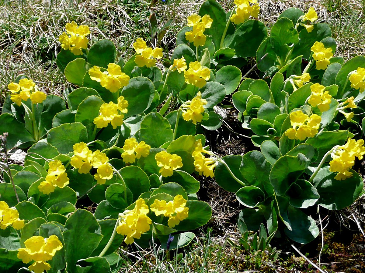 Alpenaurikel, Frühblümchen