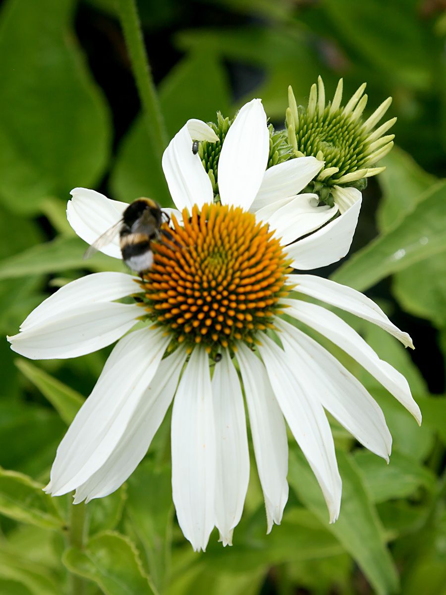 Sonnenhut Alba