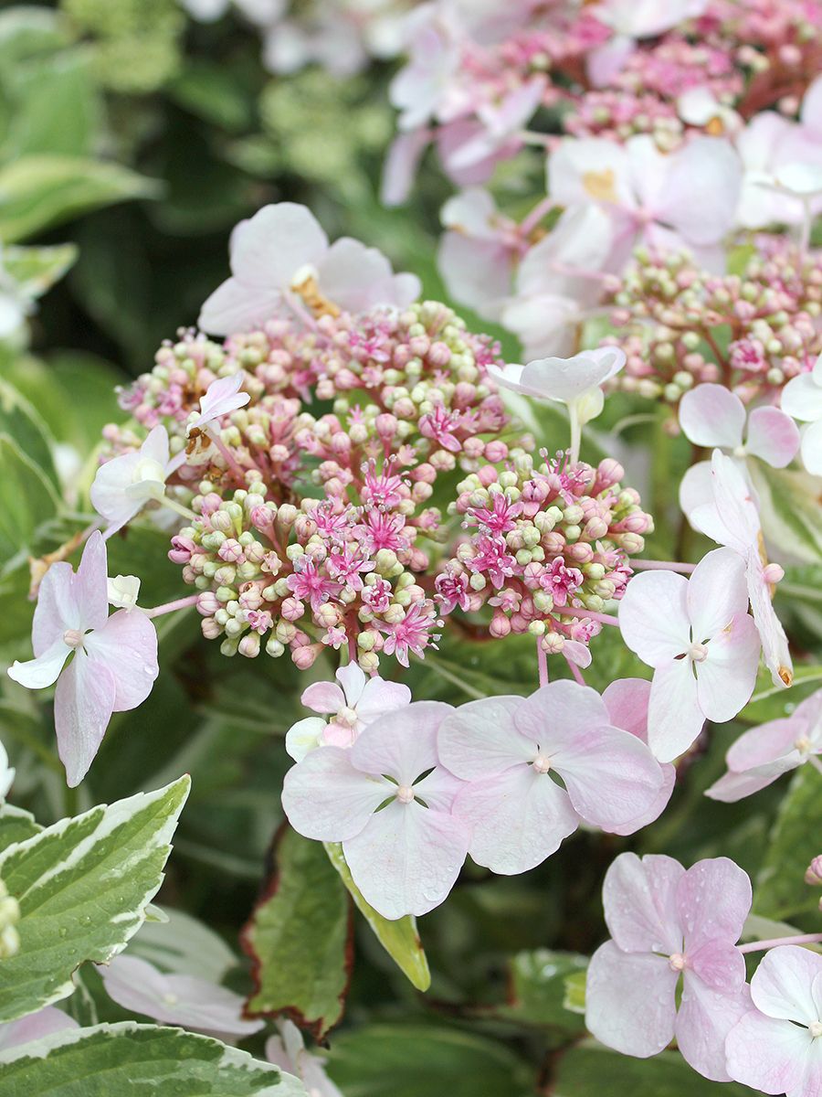 Gartenhortensie Tricolor