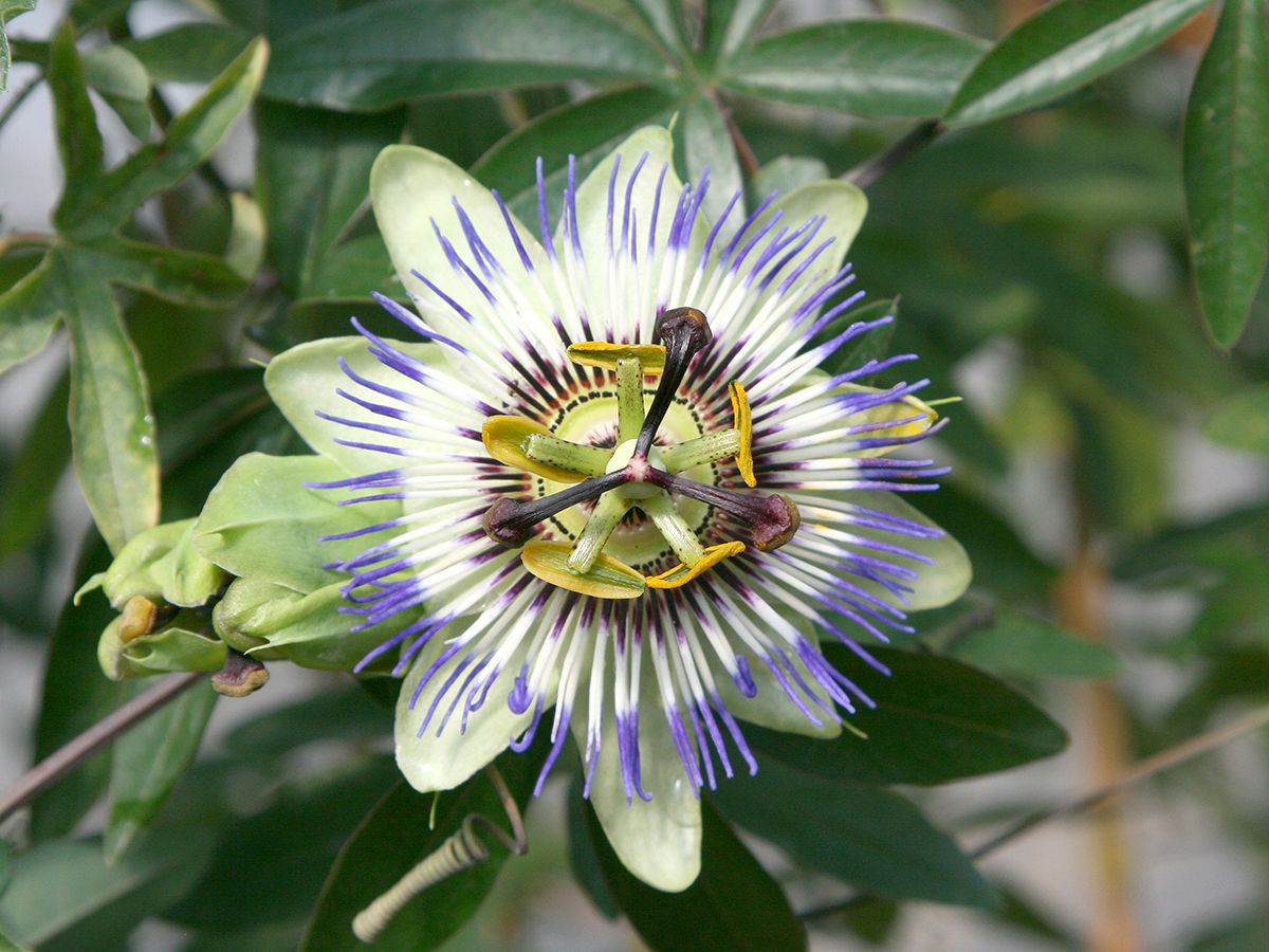 Blaue Passionsblume