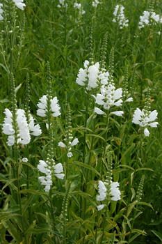 Gelenkblume, Etagenerika Summer Snow