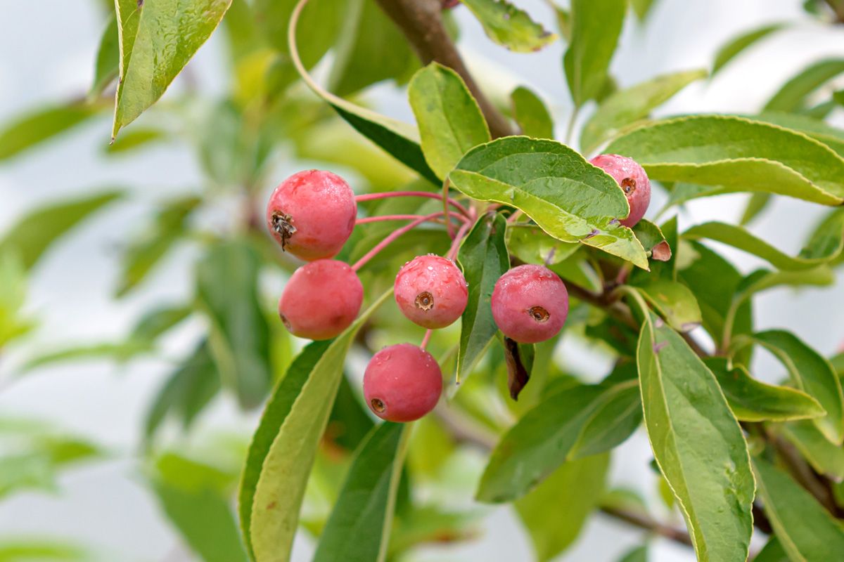 Zierapfel Adirondack