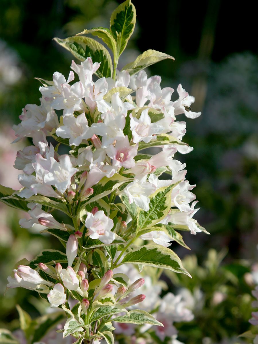 Weigelie Variegata