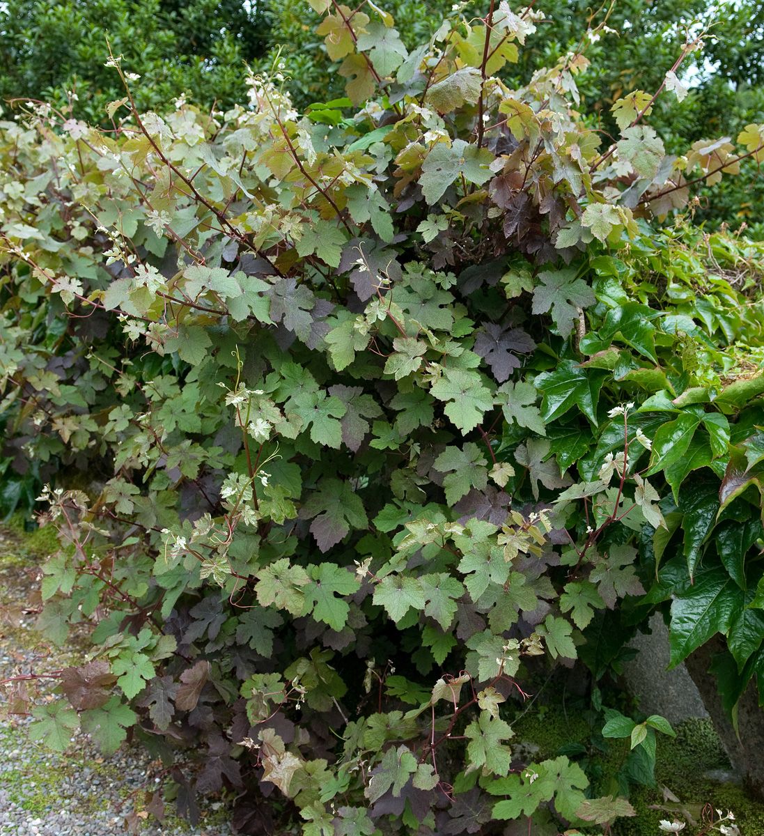 Rotblättrige Weinrebe Purpurea