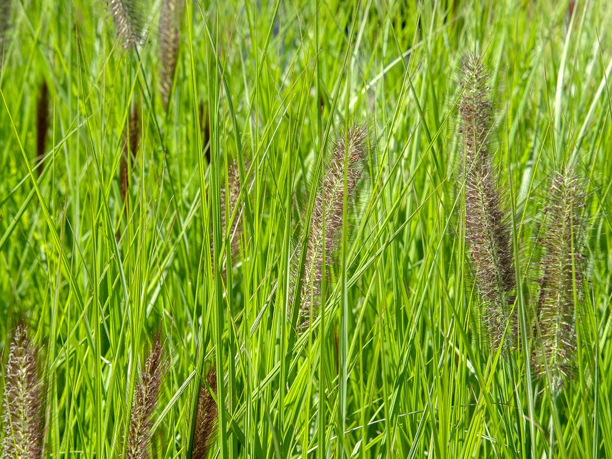 Federborstengras Red Head