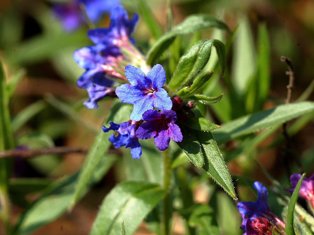 Blauroter Steinsame