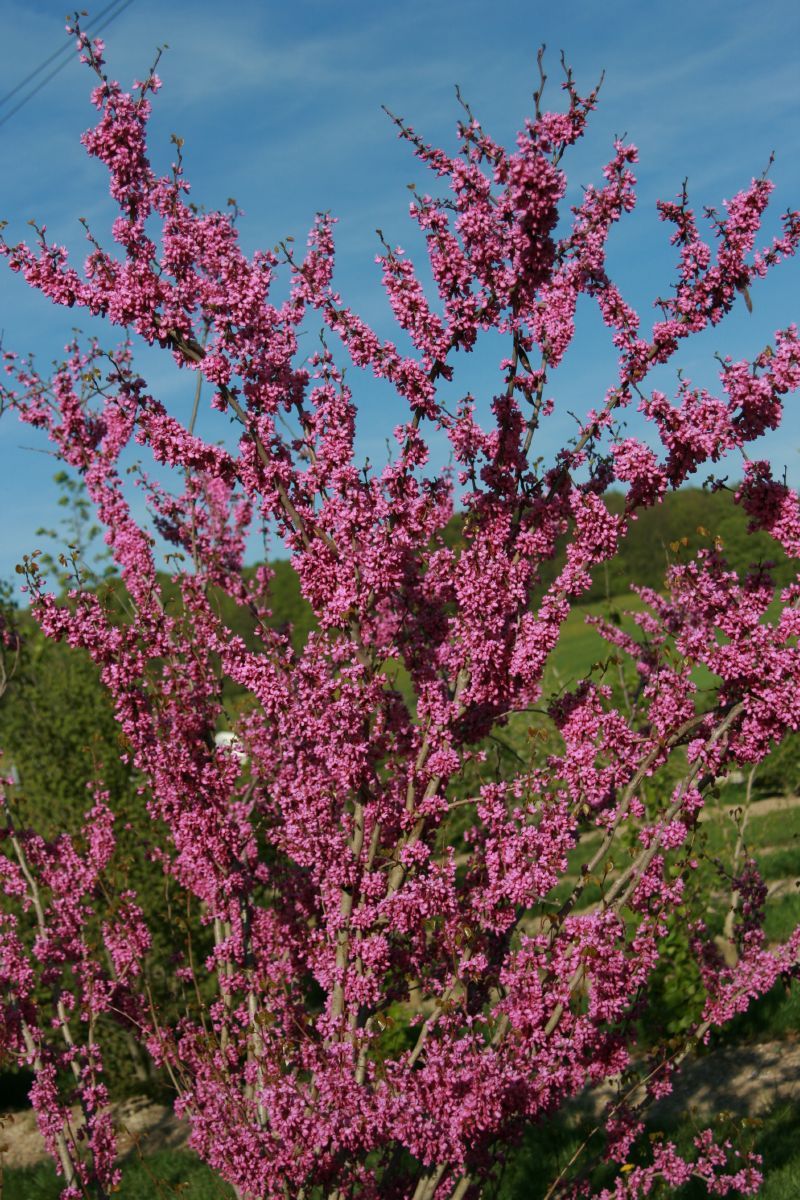 Chinesischer Judasbaum Avondale