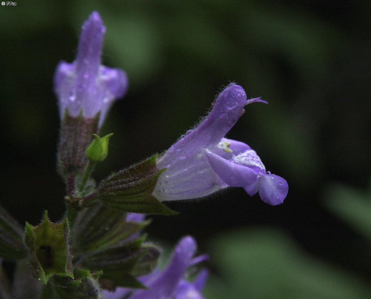 Breitblättriger Salbei Berggarten