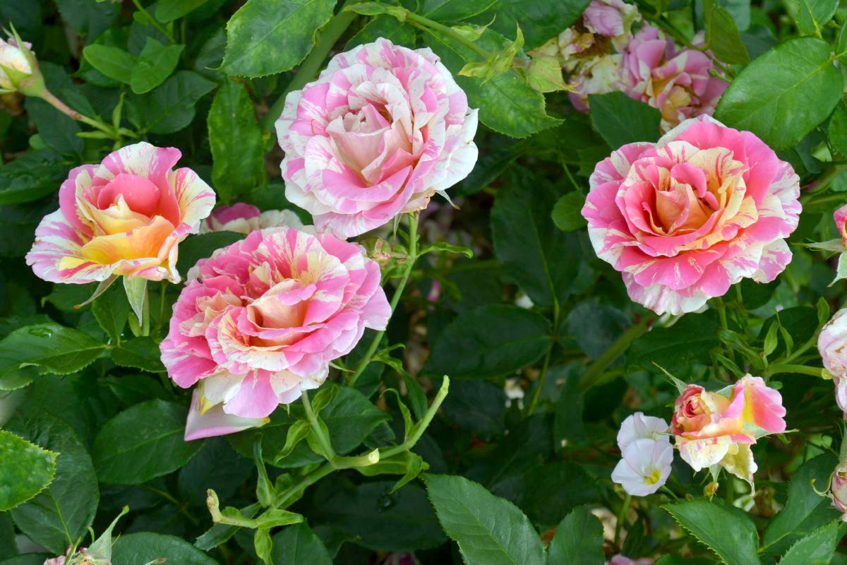 Claude Monet® Malerrose