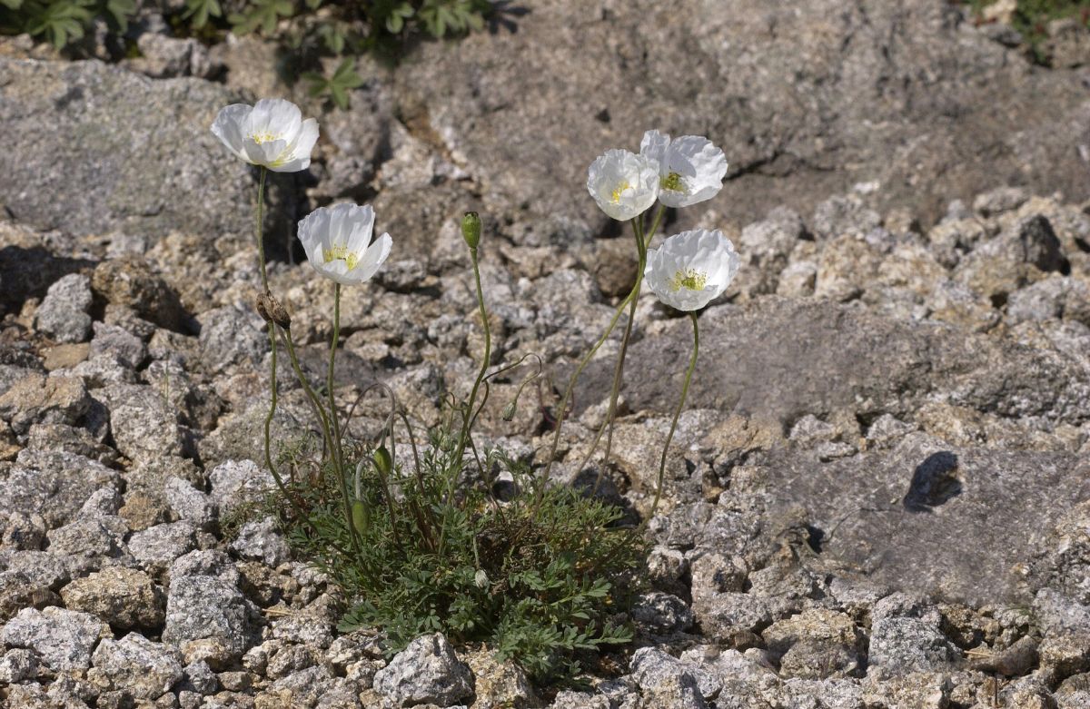 Alpenmohn