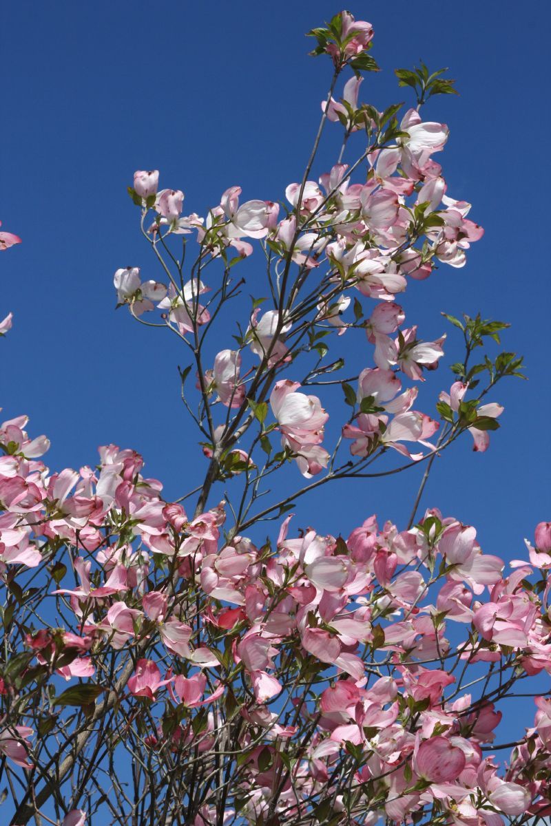 Amerikanischer Blumenhartriegel Rubra