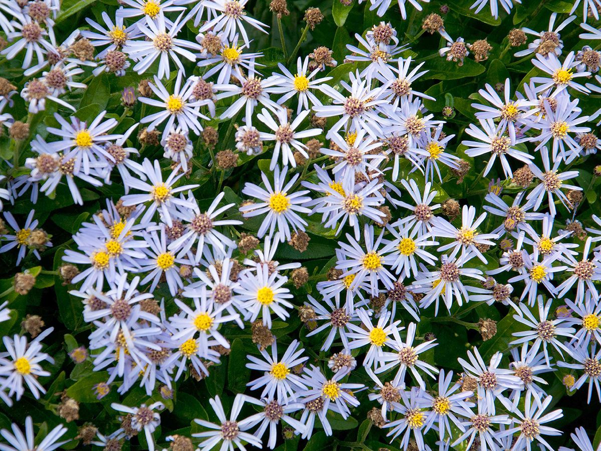 Aster Adustus Nanus