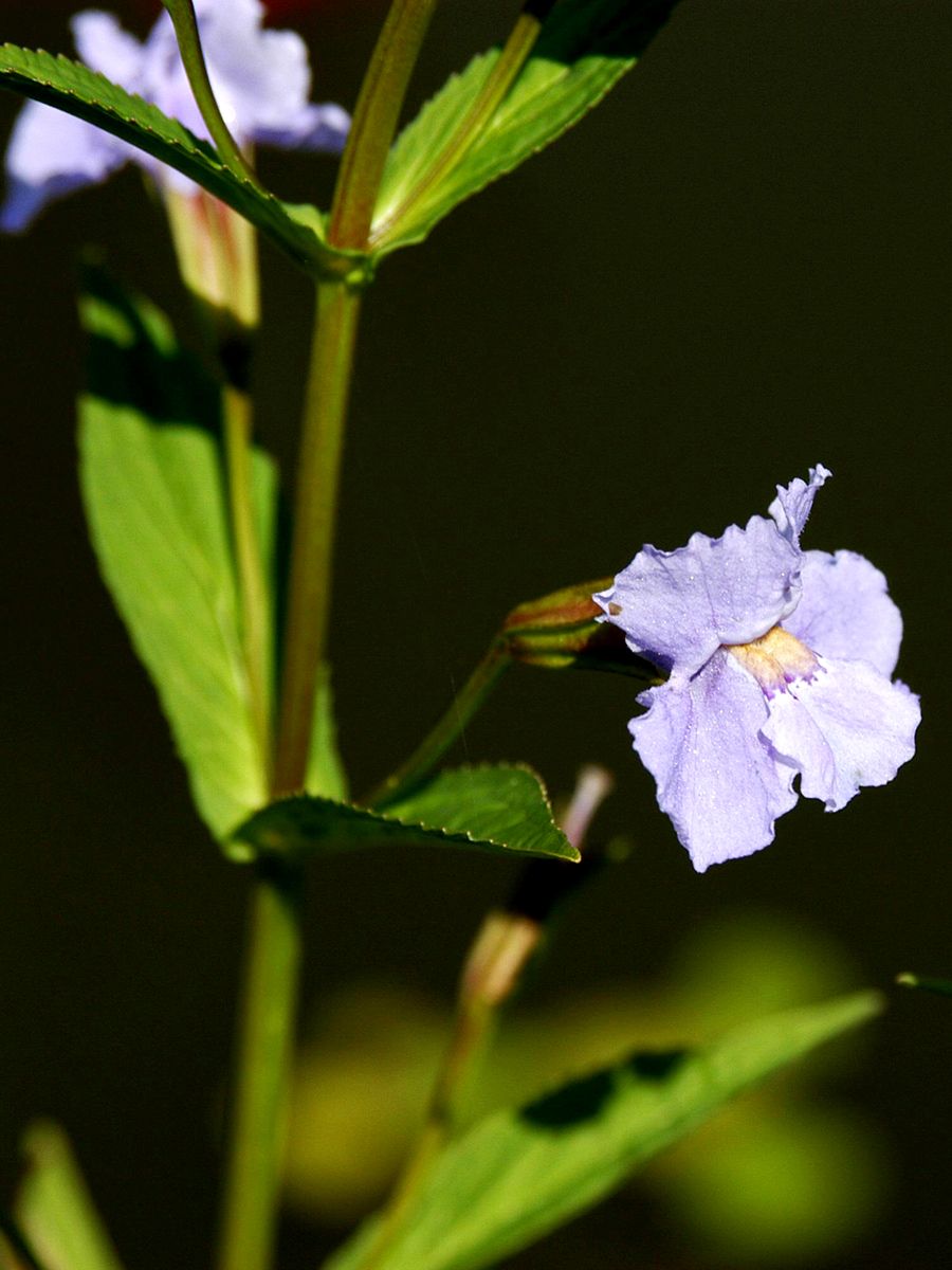 Gauklerblume