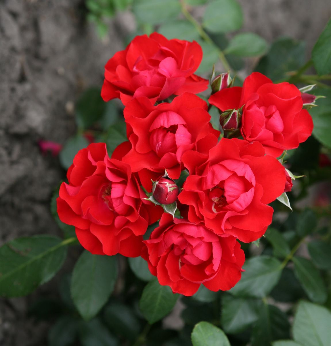 Black Forest Rose® ADR 2010 Bodendecker-Rose