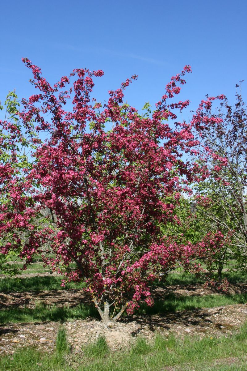 Zierapfel Coccinella®