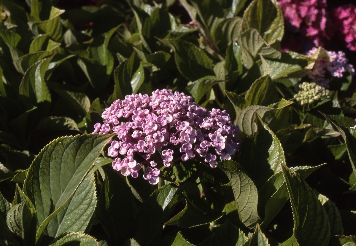 Gartenhortensie Ayesha