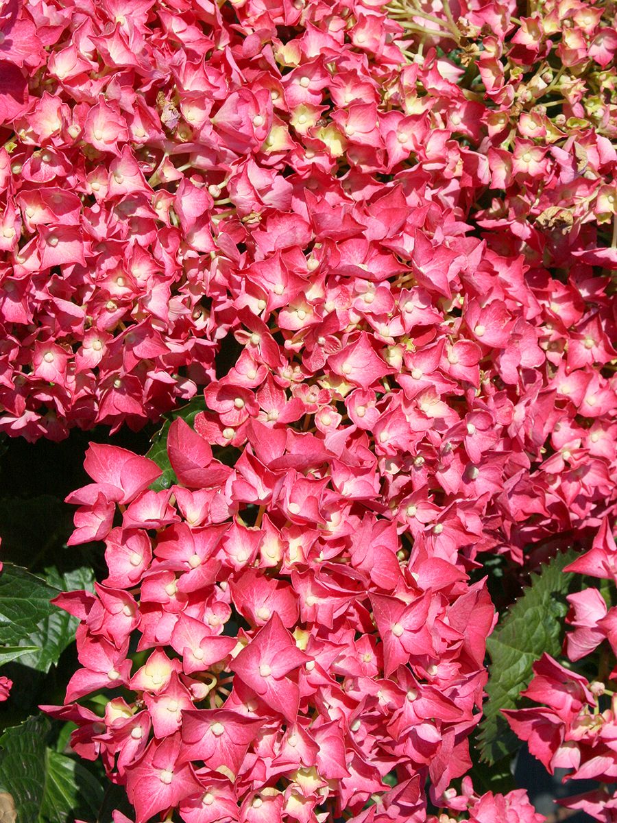 Gartenhortensie Sibilla