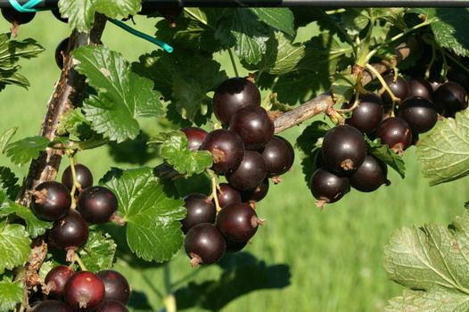 Josta Jostabeere (anspruchslos, Schwarze Johannisbeeren x Stachelbeeren)