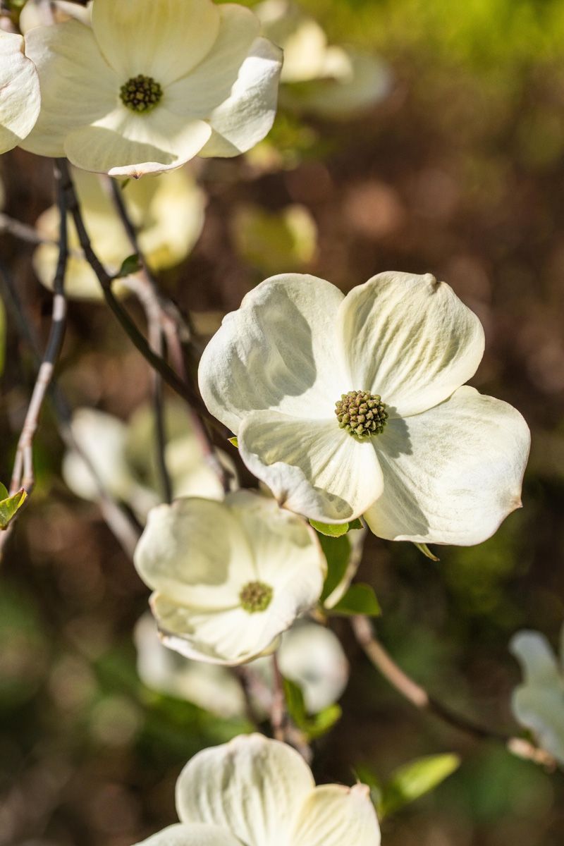 Amerikanischer Blumenhartriegel