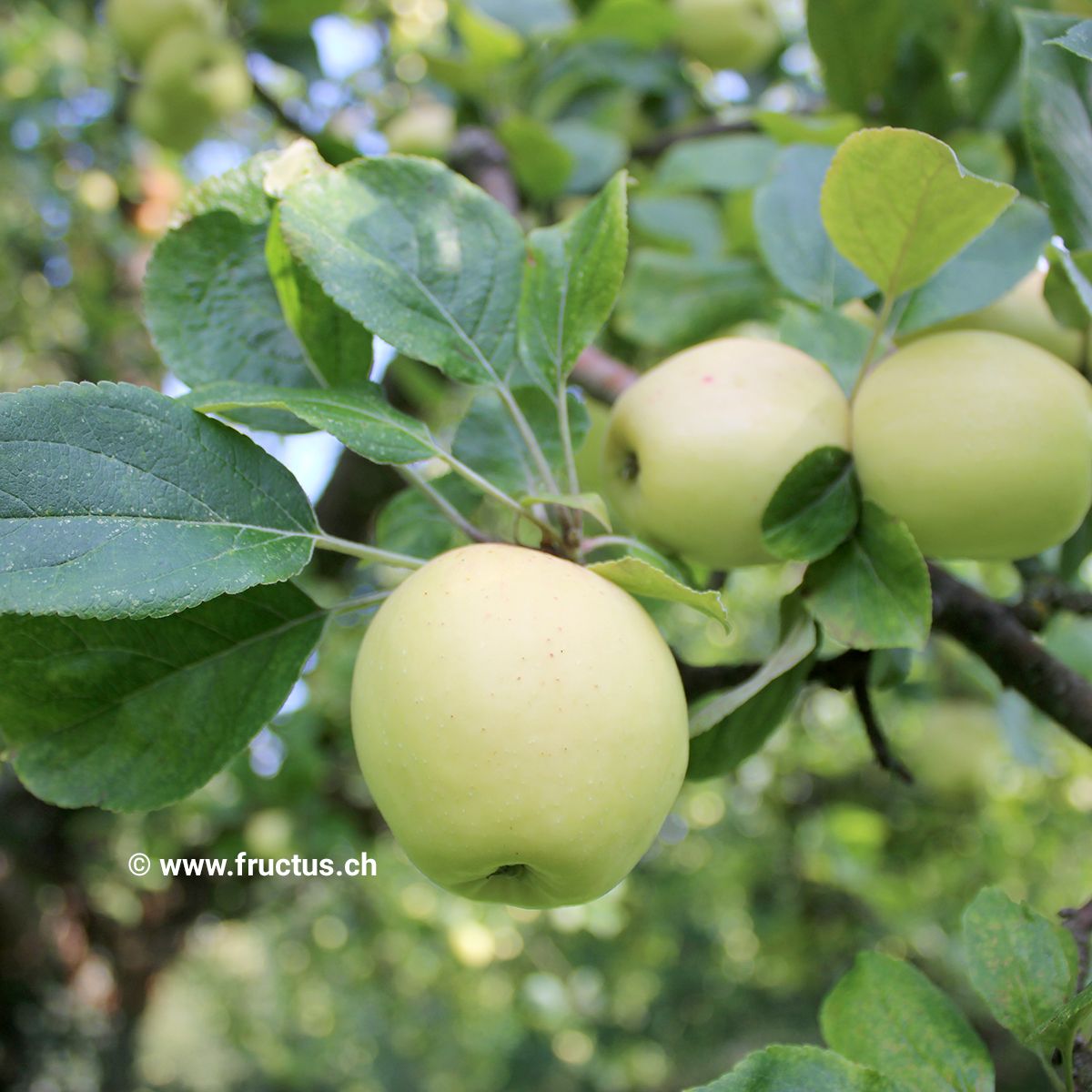 Usterapfel (anspruchslos)