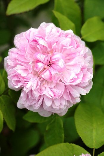 Jacques Cartier Strauchrose/Historische Rose (anspruchslos, sehr starker Duft)