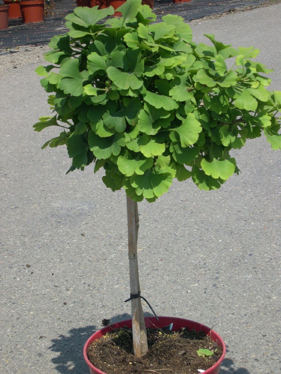 Zwerginkgo Mariken